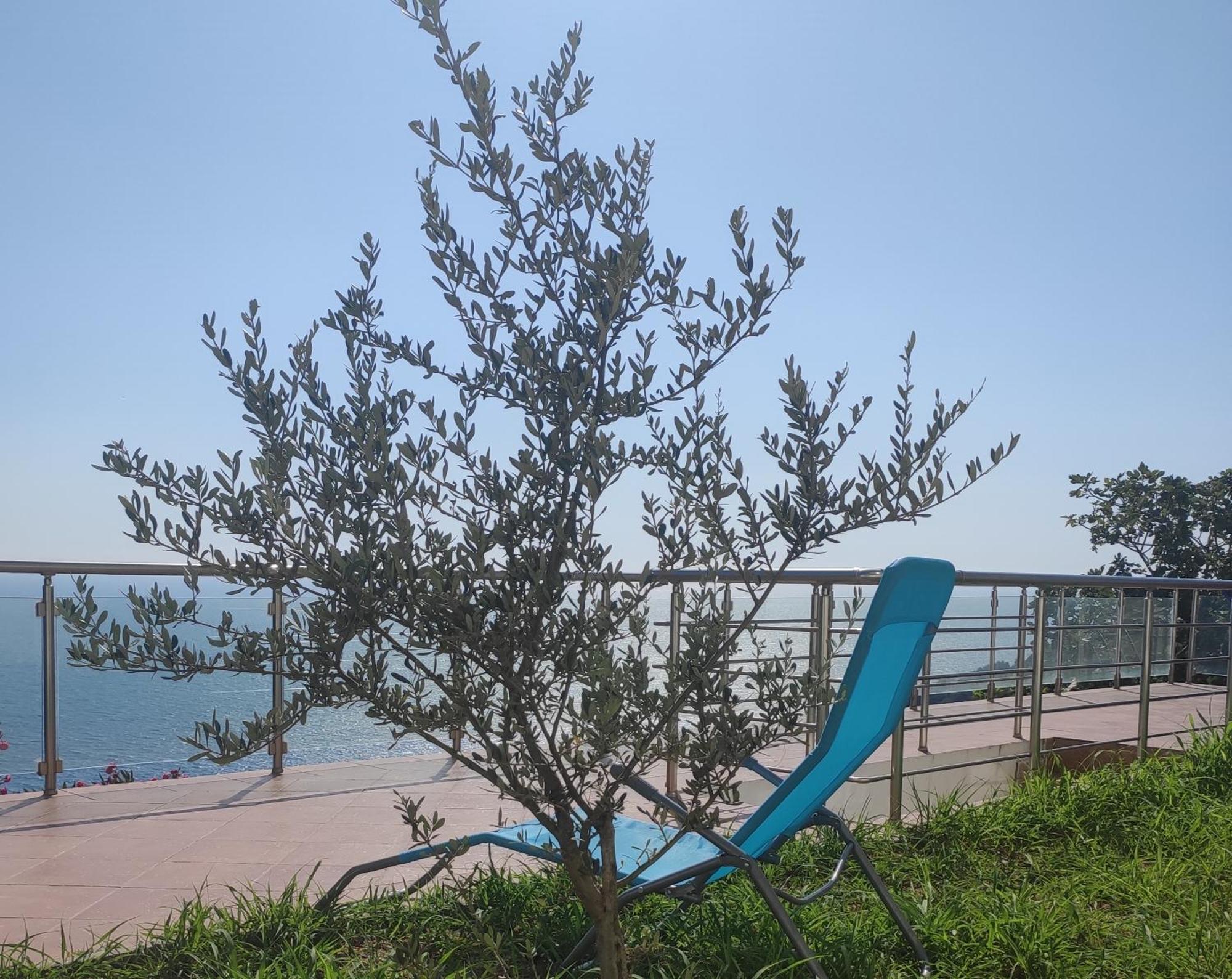 Apartment Oliva Ulcinj Ngoại thất bức ảnh